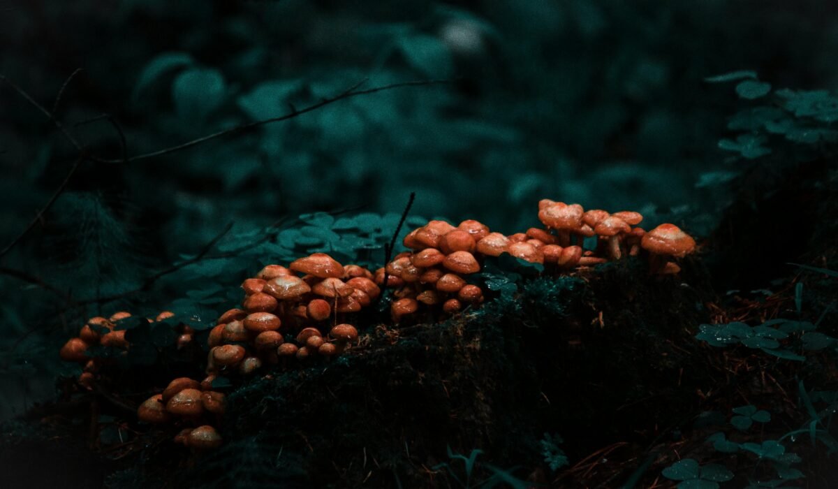 Vivid close-up of amber mushrooms growing on forest floor, creating natural woodland scene. — Photo by Danila Popov on Pexels