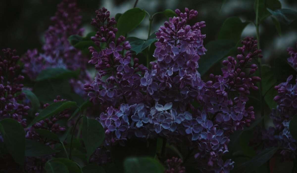 Close-up of beautiful purple lilac flowers blooming in the garden during spring. — Photo by Irina Iriser on Pexels
