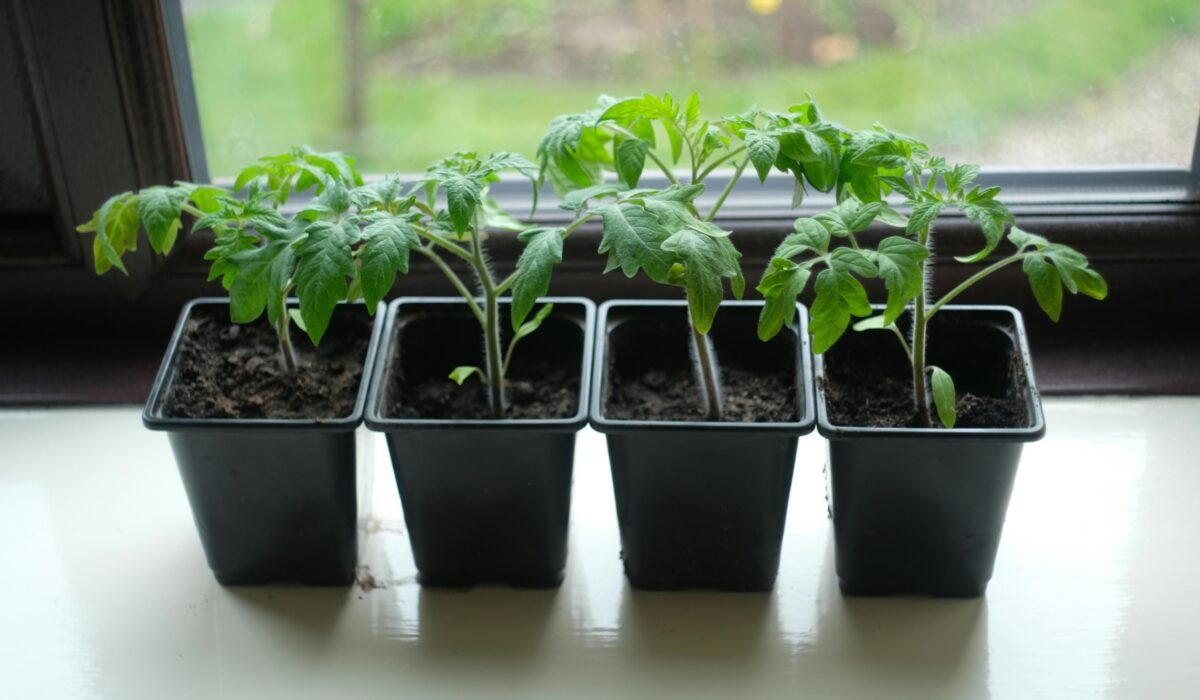 Four potted tomato seedlings on a window sill, perfect for home gardening enthusiasts. — Photo by Judith Knight on Pexels