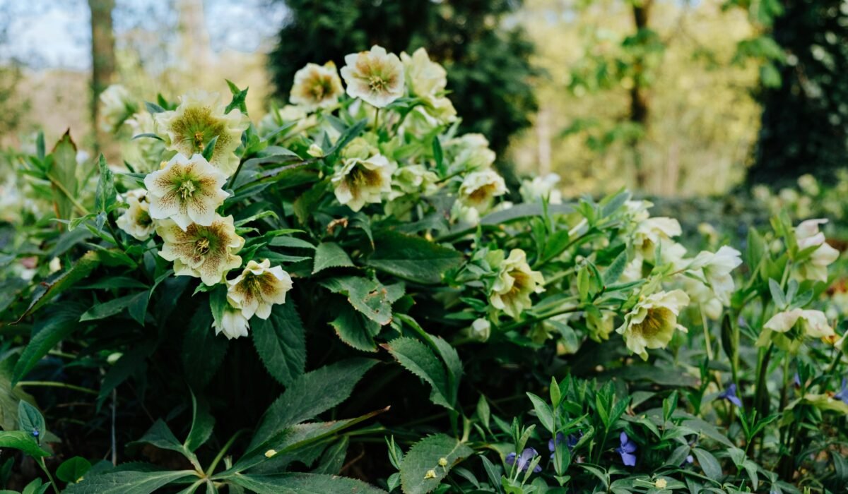 Lush green helleborus niger flowers blooming in an outdoor garden setting. — Photo by Julia Filirovska on Pexels