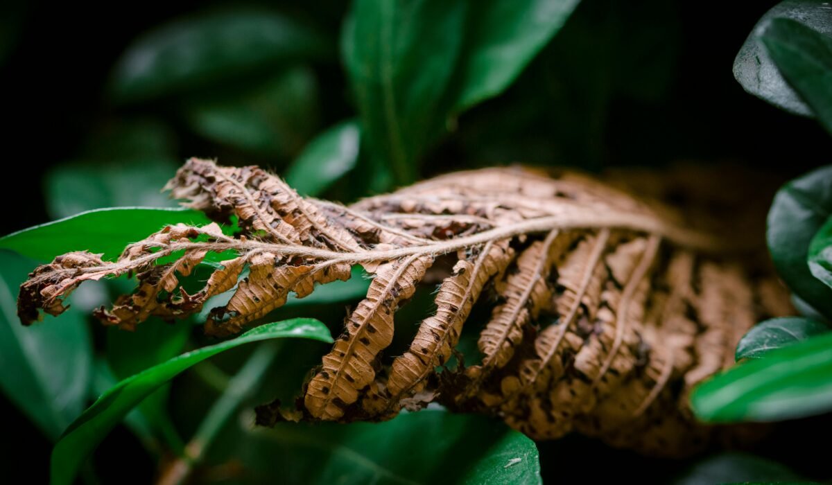 Detailed view of a dried leaf surrounded by vibrant green leaves, nature study. — Photo by 🇻🇳🇻🇳Nguyễn Tiến Thịnh 🇻🇳🇻🇳 on Pexels
