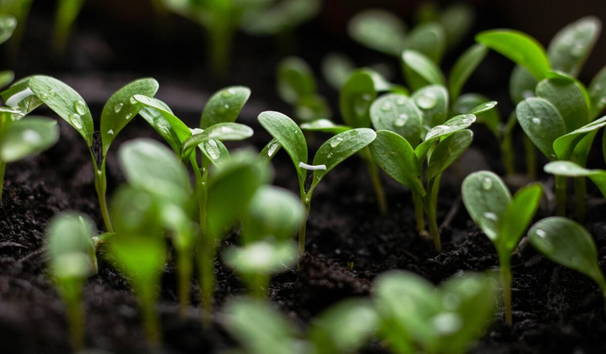 Vibrant green plant seedlings with dewdrops in soil, showcasing nature's growth process. — Photo by onehundredseventyfive . on Pexels