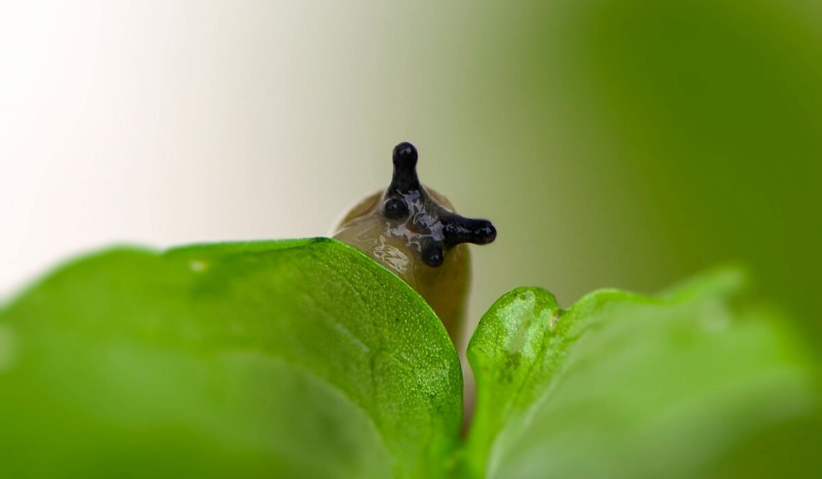 Close-up view of a tiny slug atop a fresh green leaf in a natural setting. — Photo by Claudia Solari on Pexels