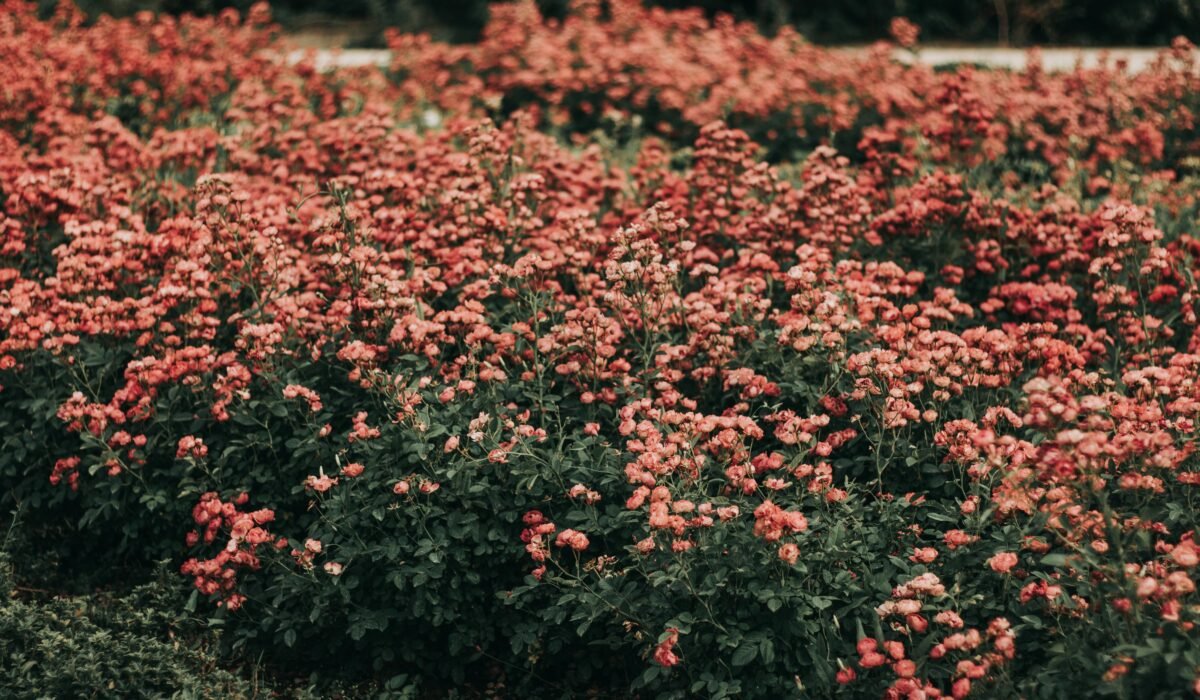 Colorful garden of vibrant pink roses flourishing outdoors in Tehran. — Photo by Mahsima Sojoudi on Pexels