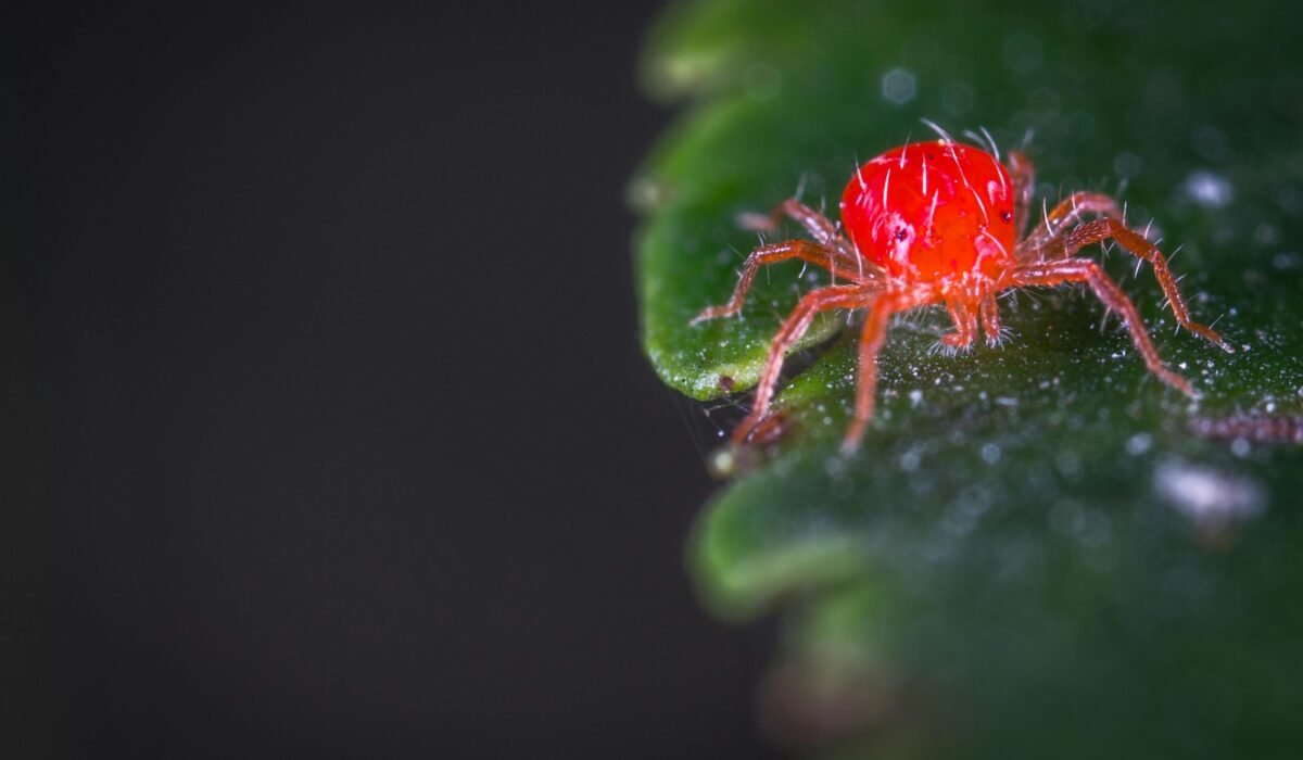 Close-up of a vibrant red spider mite crawling on a green leaf in a garden setting. — Photo by Egor Kamelev on Pexels