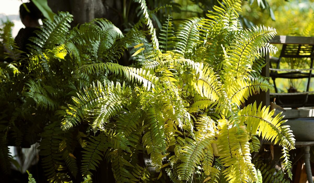 Vibrant green ferns bask in the sunlight, creating a serene outdoor garden atmosphere. — Photo by 🇻🇳🇻🇳Nguyễn Tiến Thịnh 🇻🇳🇻🇳 on Pexels