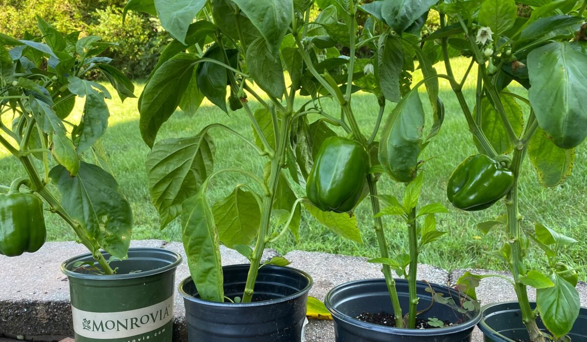Fresh green bell peppers growing in pots in a garden setting. — Photo by Richa Varshney on Pexels