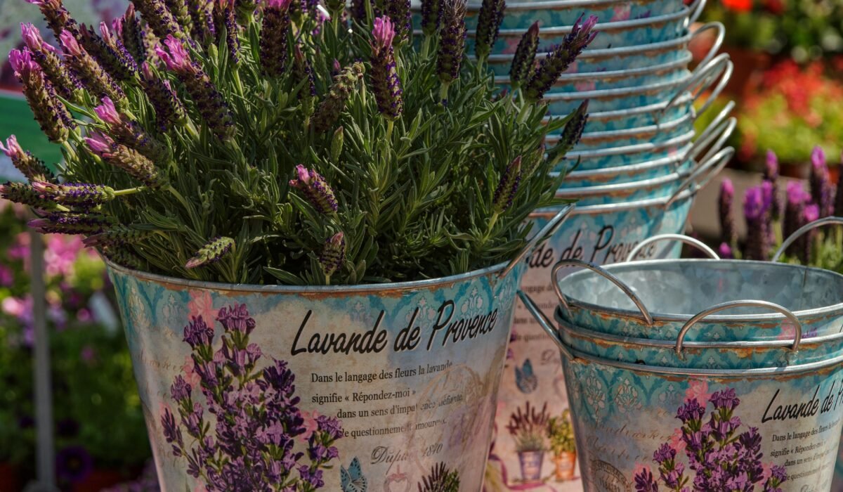 Close-up of lavender flowers in decorative buckets at a sunny outdoor market. — Photo by Susanne Jutzeler, suju-foto on Pexels