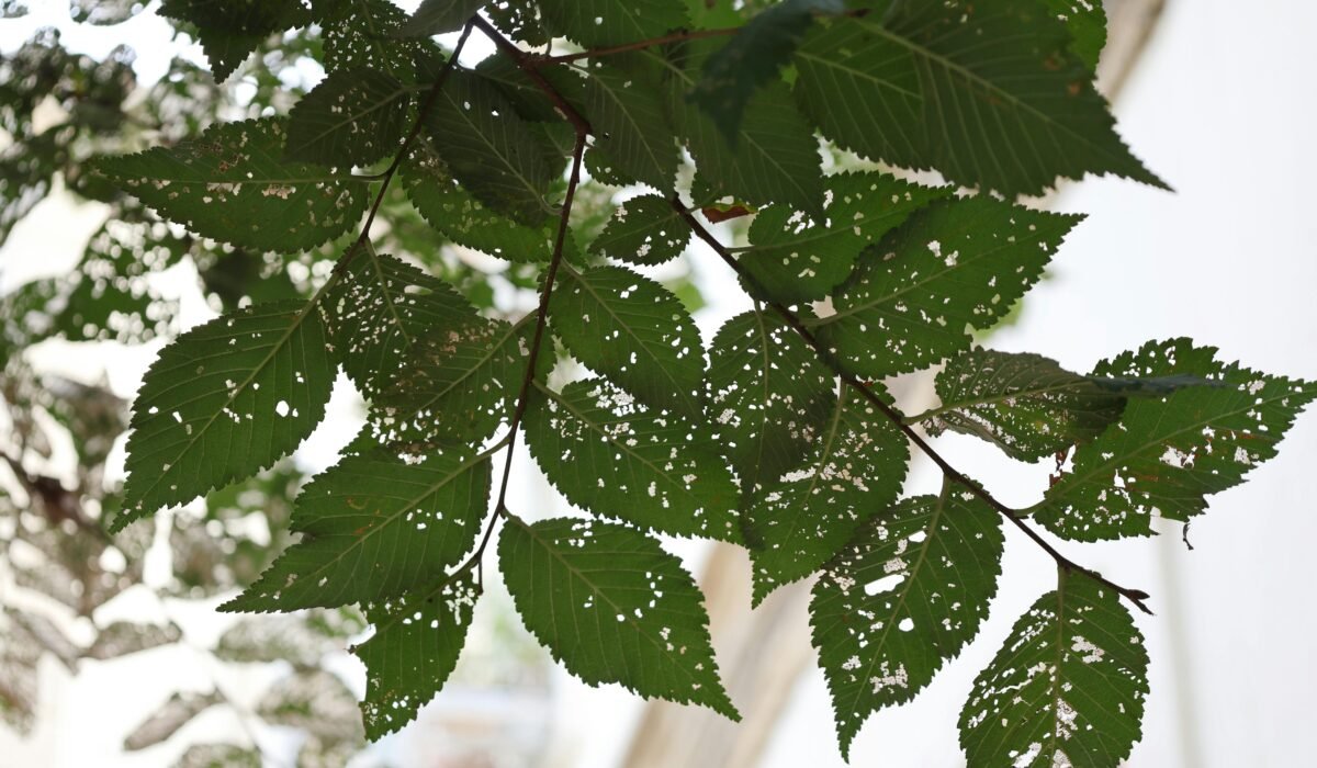 Close shot of green leaves with holes against a bright sky, showing insect damage or disease. — Photo by Tahir Xəlfə on Pexels