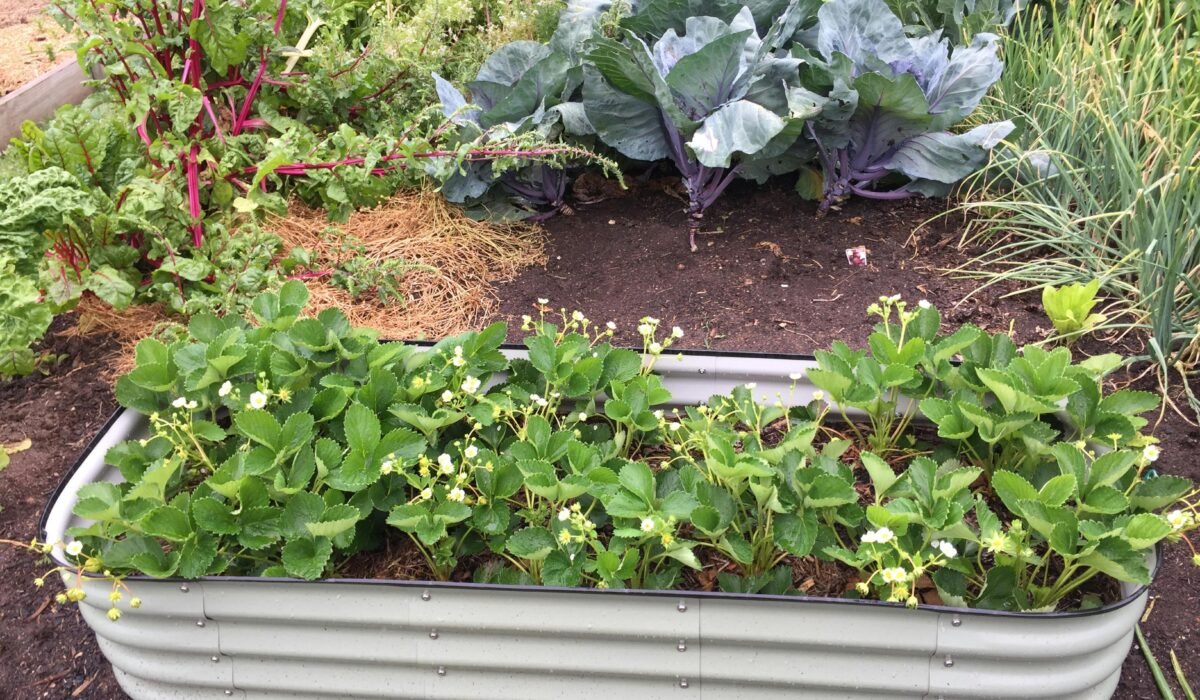 Lush vegetable garden showcasing cabbage and strawberry plants in Kambah, Australia. — Photo by LUIS GALLARDO on Pexels