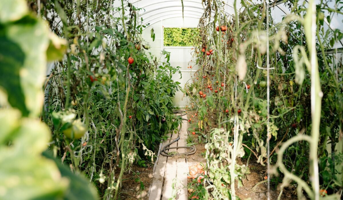 A vibrant summer scene in a greenhouse with ripe tomatoes and dense green foliage. — Photo by Yan Krukau on Pexels