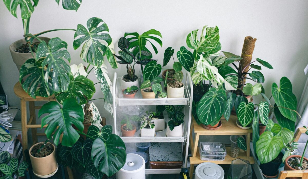 Variety of potted houseplants in an indoor garden setting with humidifiers and natural lighting. — Photo by Huy Phan on Pexels