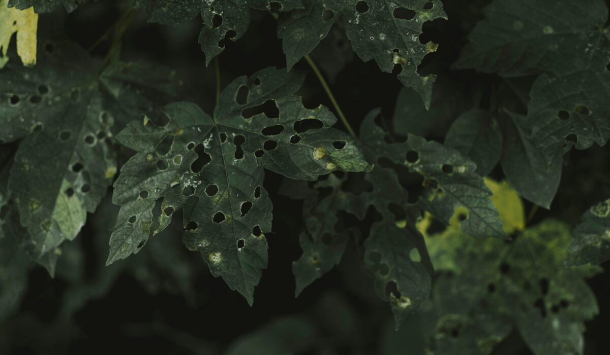 From above green leaves covered with holes from pests on summer day in garden — Photo by lil artsy on Pexels