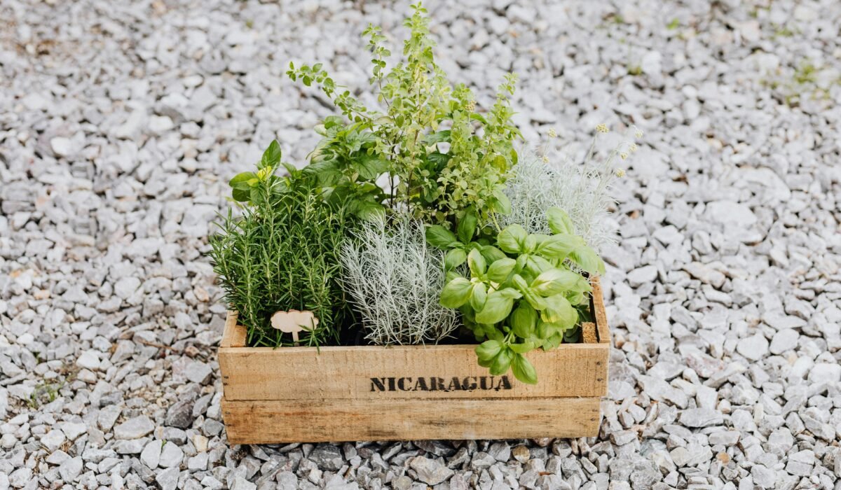 A wooden crate filled with fresh herbs like basil, rosemary, and spearmint on gravel in natural light. — Photo by www.kaboompics.com on Pexels