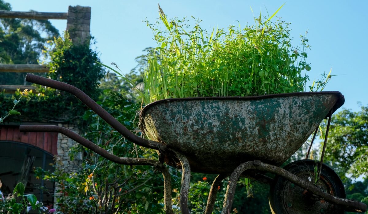 An old rusty wheelbarrow filled with green plants in a sunny garden setting. — Photo by Magda Ehlers on Pexels