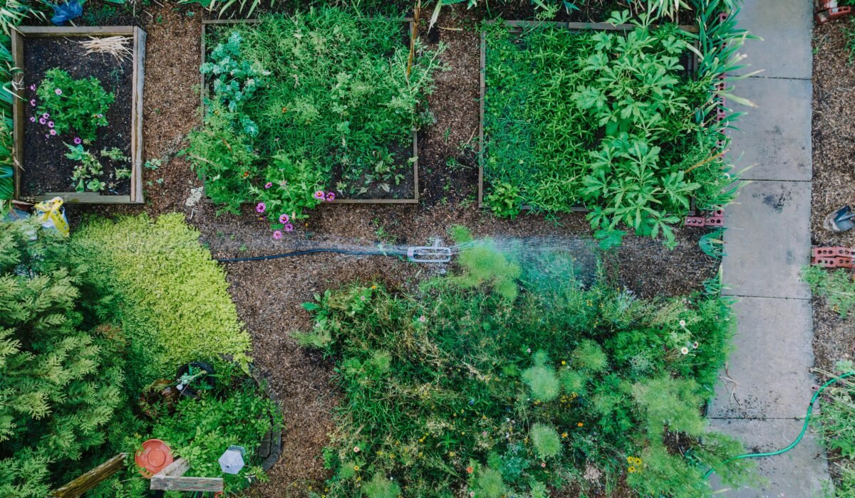 A vibrant overhead view of a lush urban garden with raised beds and a sprinkler system. — Photo by K on Pexels