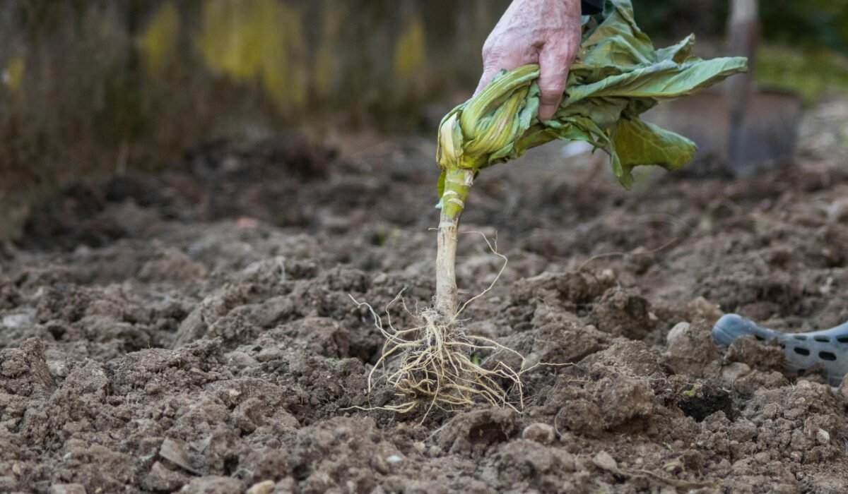 Close-up of a hand pulling a root vegetable from the soil, showcasing gardening and harvest. — Photo by Riccardo Falconi on Pexels