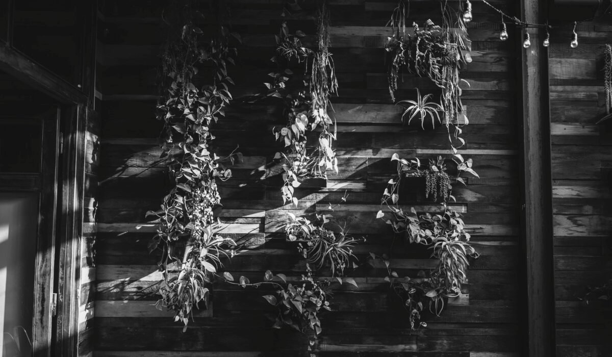 Stylish black and white photo of a vertical garden against a rustic wooden wall, perfect for interior design inspiration. — Photo by Joel Zar on Pexels