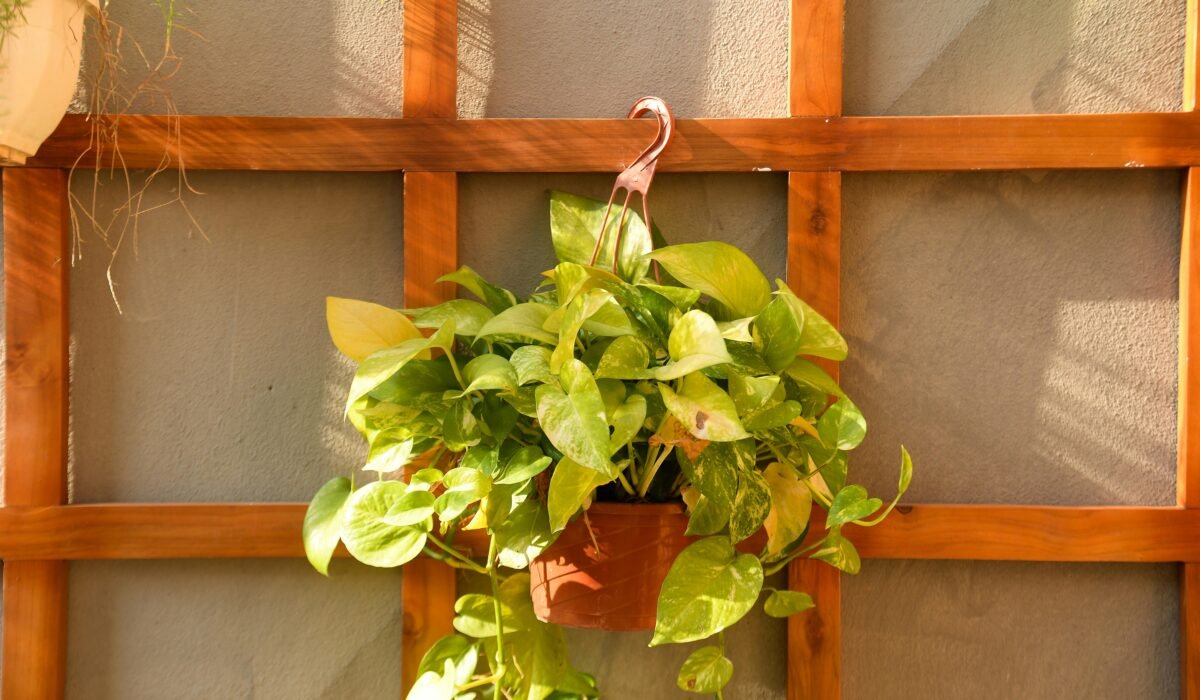 A vibrant pothos plant in a hanging pot against a wooden trellis background, bathed in sunlight. — Photo by The Hung on Pexels