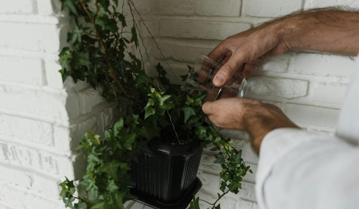 Hands watering an indoor ivy plant against a white brick wall for optimal growth. — Photo by Arina Krasnikova on Pexels