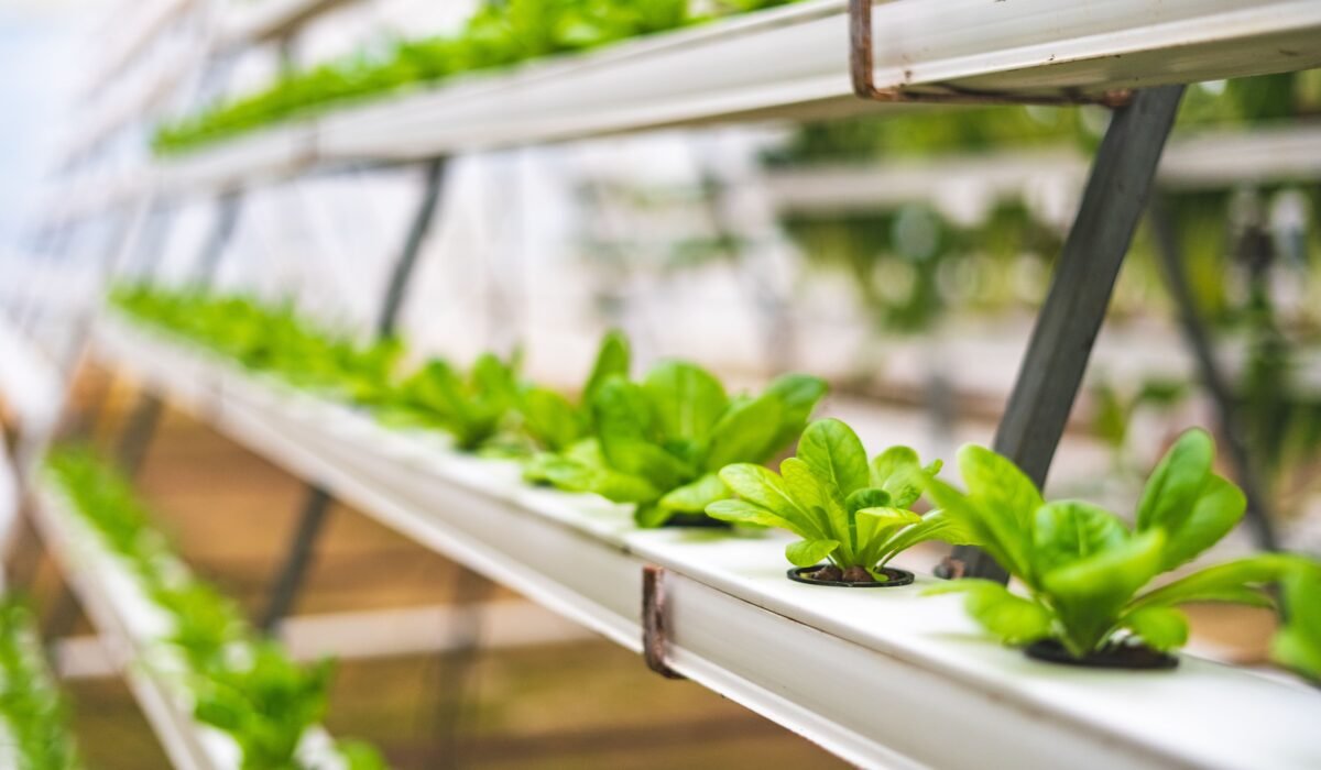 Close-up of hydroponic lettuce plants growing in a greenhouse setting in India. — Photo by Pragyan Bezbaruah on Pexels