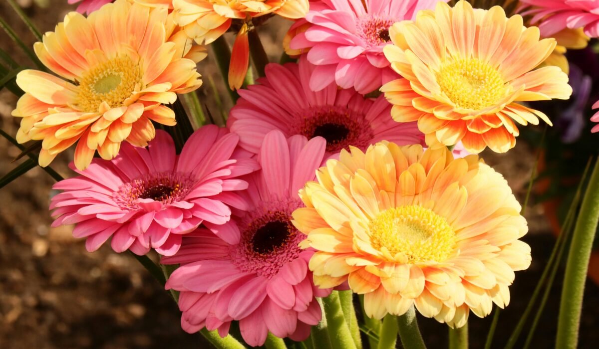 Colorful gerbera daisies blooming in a garden in Schnaitsee, Bavaria, Germany. — Photo by Bernhard Ederer on Pexels