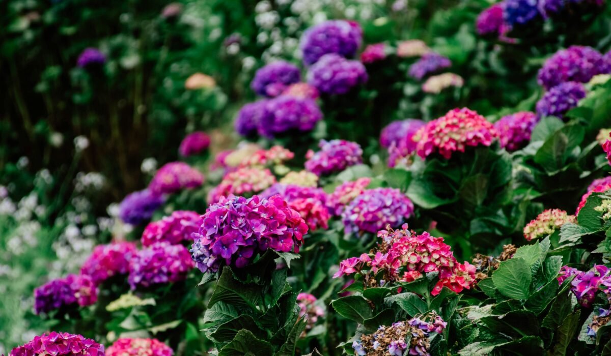 Stunning hydrangea flowers in vivid colors create a lush and vibrant floral scene. — Photo by Novie JG on Pexels