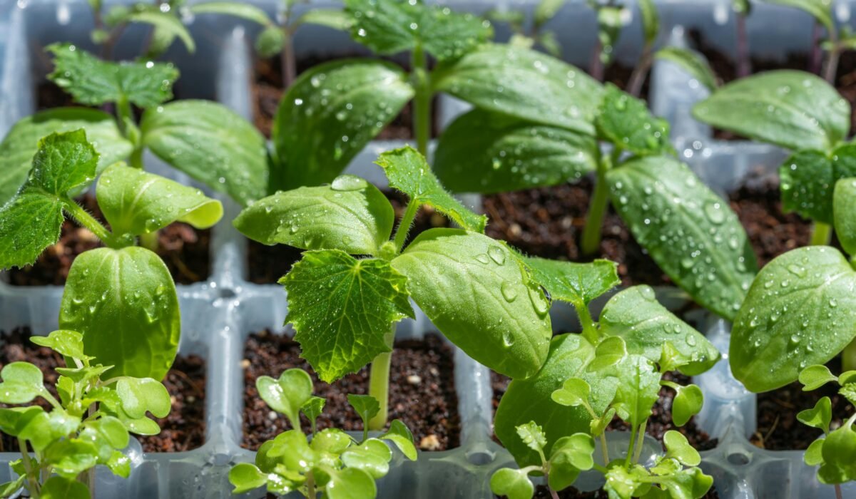 Vibrant green seedlings with water droplets in a tray, highlighting growth. — Photo by Frank Schrader on Pexels