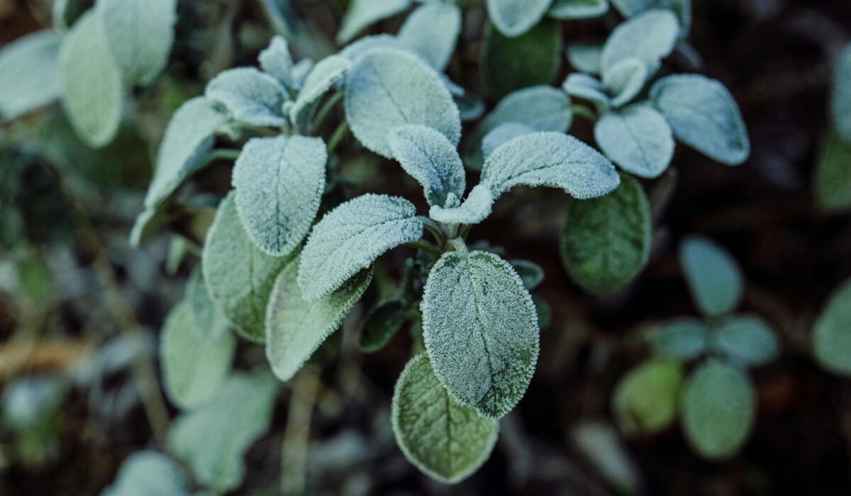 Detailed view of frosted sage leaves showcasing winter's icy touch on natural foliage. — Photo by Calvin Seng on Pexels