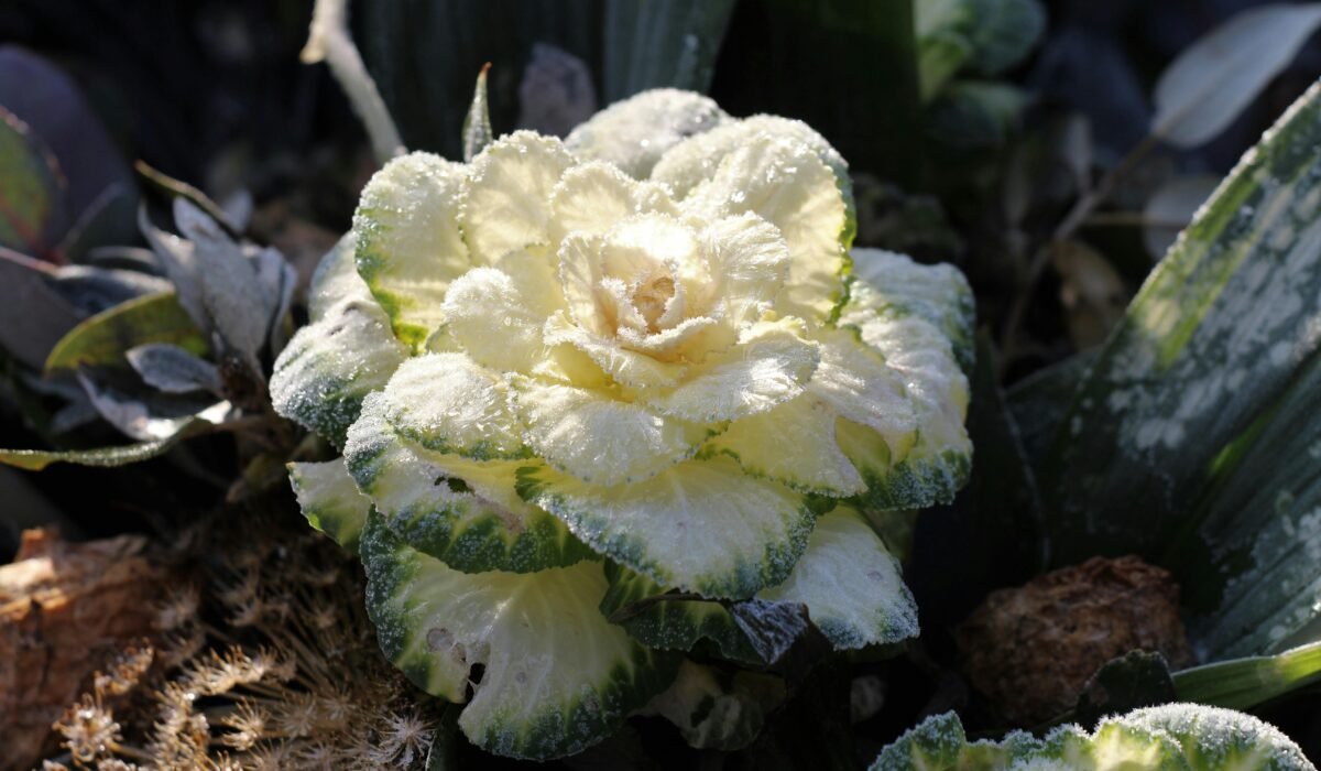 A close-up of a frost-covered ornamental cabbage in a Dutch winter garden, showcasing textured leaves and icy details. — Photo by hans middendorp on Pexels