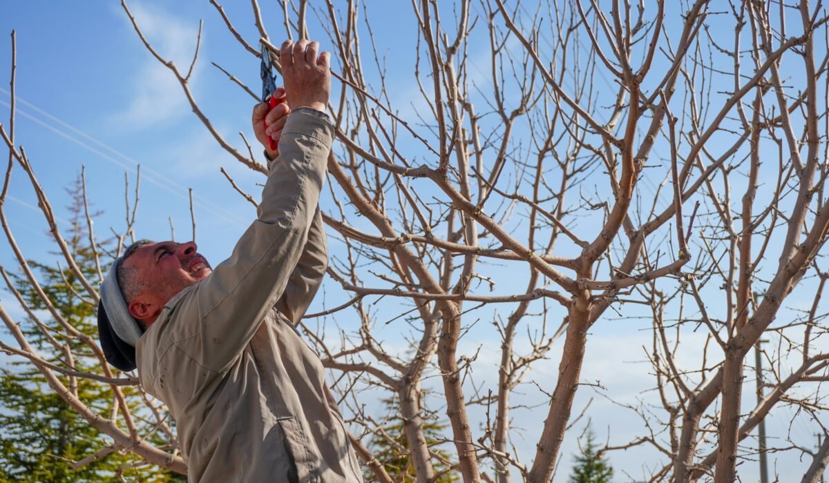 An adult man pruning bare trees in a garden in spring in Niğde, Türkiye. — Photo by mehmetography on Pexels