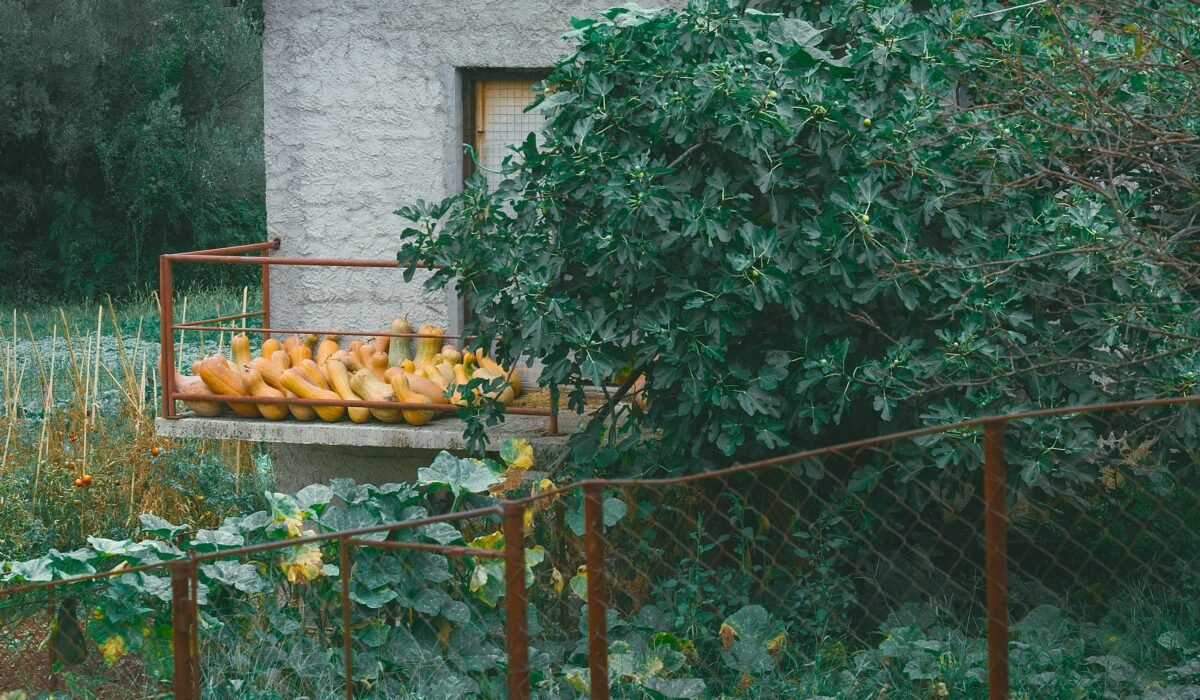 Balcony garden succession planting — Balcony Garden Succession Planting: 7 Essential Tips — Photo by Maria Orlova on Pexels
