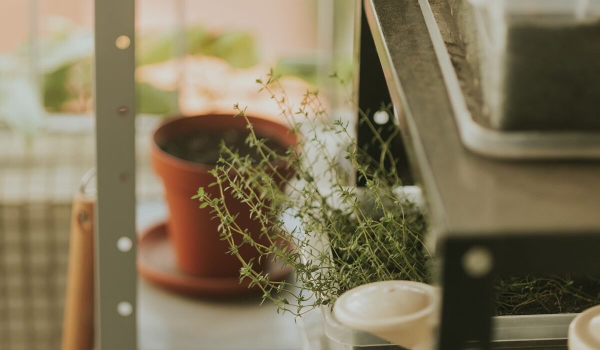 Container Gardening Herbs Small Spaces — Container Gardening Herbs Small Spaces: 5 Creative Ideas — Photo by Letícia Alvares on Pexels