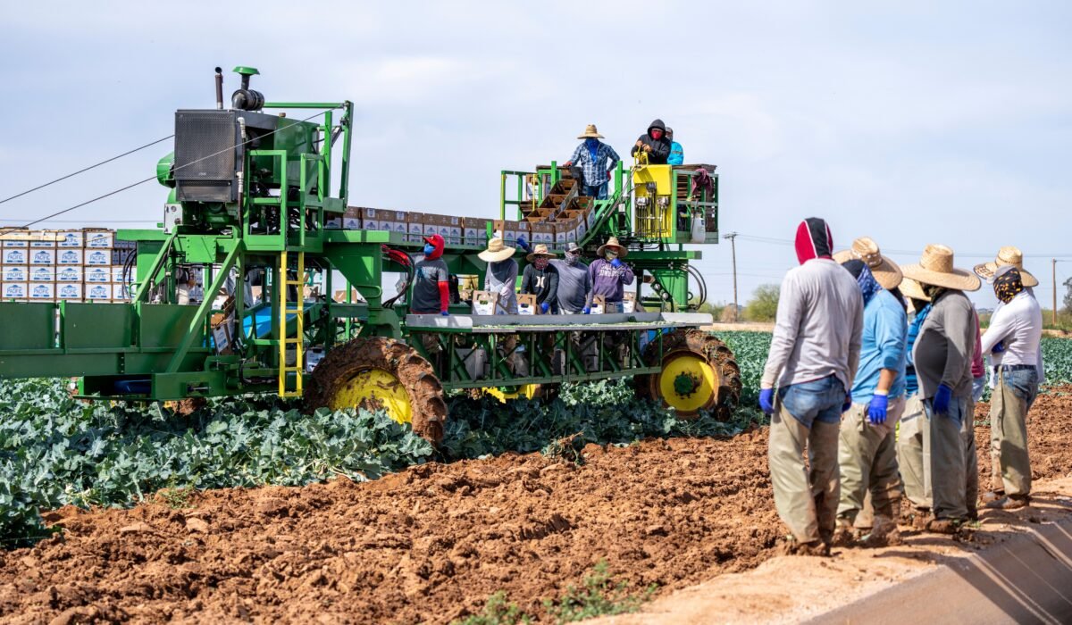 Succession Planting Vegetables 2026 — Succession Planting Vegetables: Complete Guide 2026 — Photo by Mark Stebnicki on Pexels