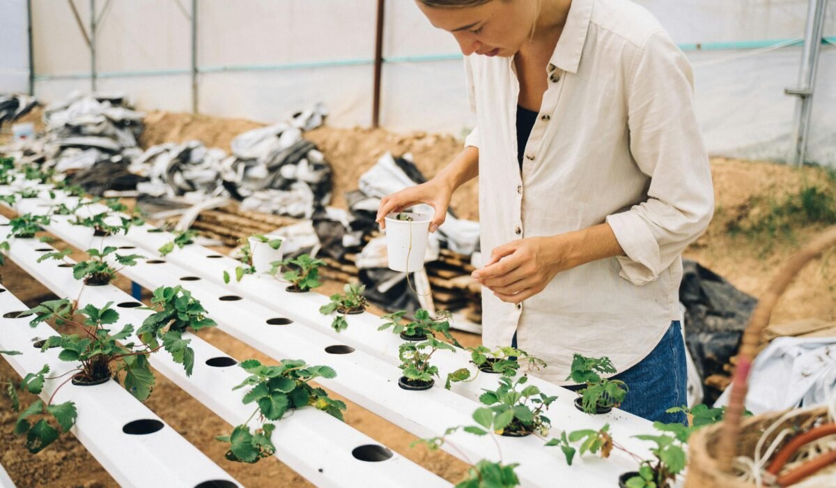 DIY hydroponic systems budget — DIY Hydroponic Systems: 7 Simple Budget Builds — Photo by Anna Tarazevich on Pexels