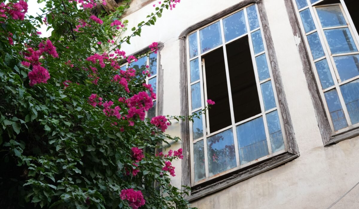 Best Indoor Plants for East-Facing Windows — Best Indoor Plants for East-Facing Windows: Essential 2026 — Photo by Baraa Obied on Pexels