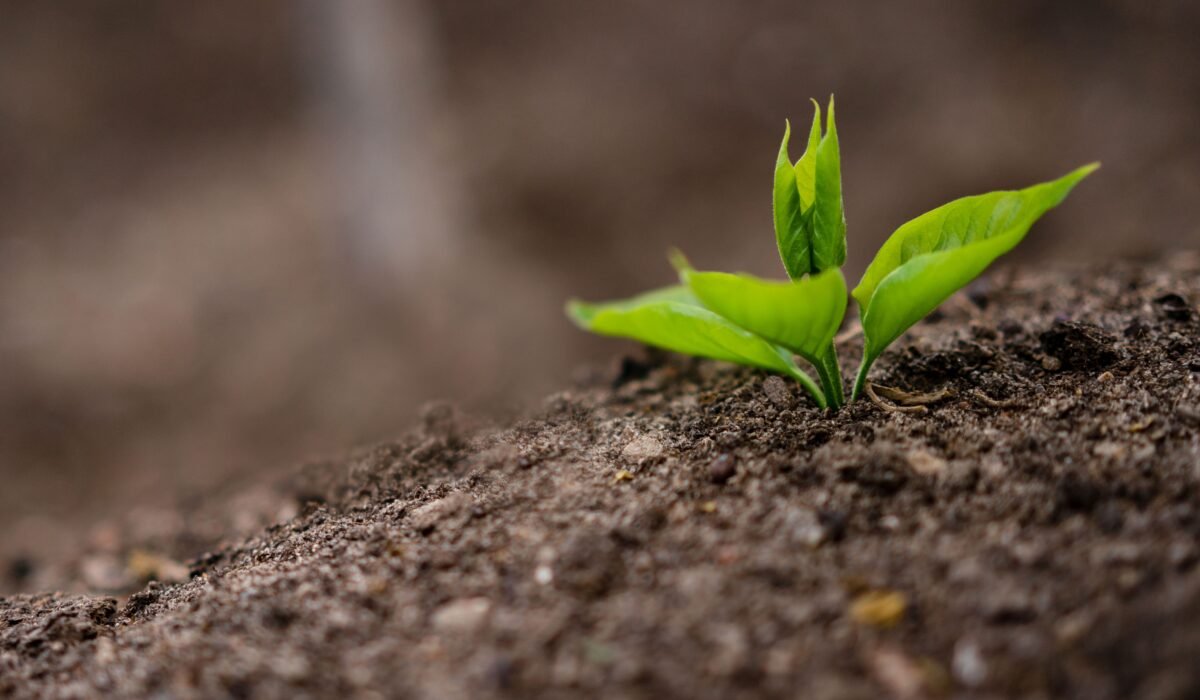 Fertilizing a Garden for Beginners — Fertilizing a Garden for Beginners: 7 Essential Tips — Photo by Atlantic Ambience on Pexels