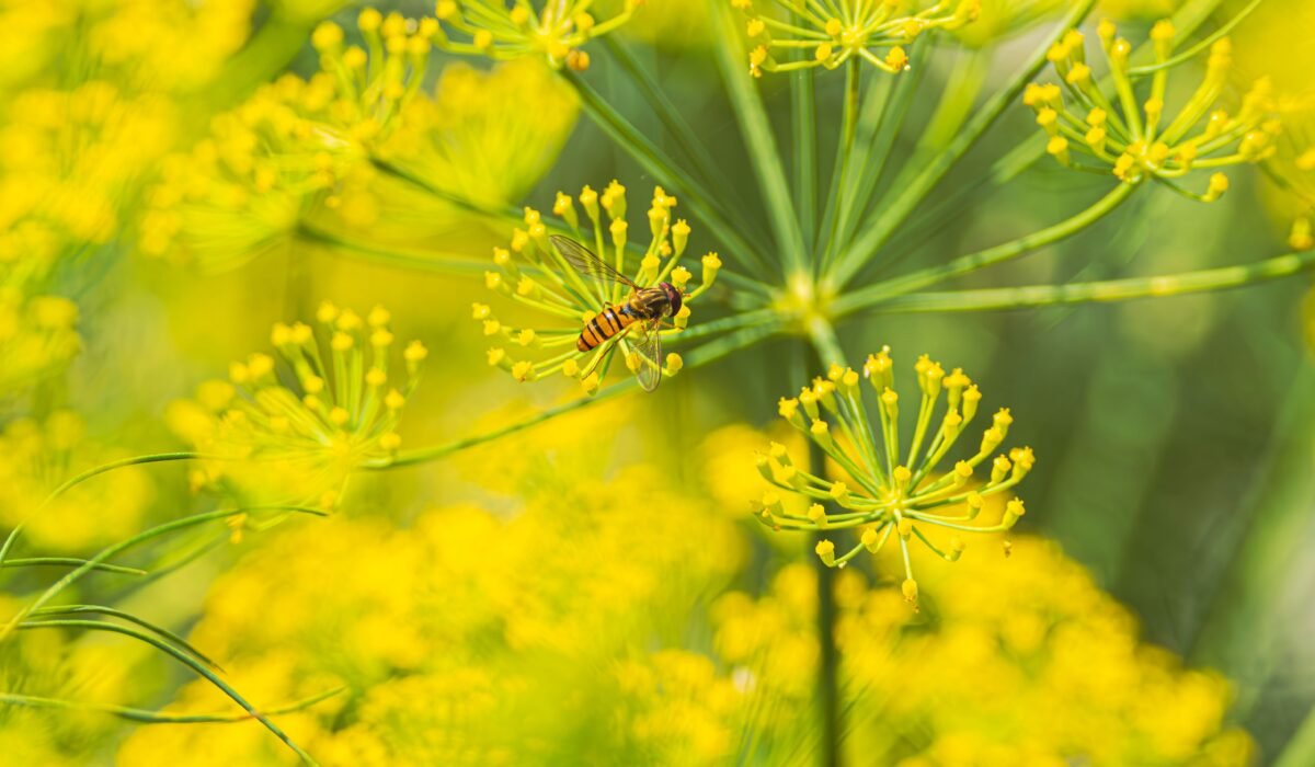Pest-Resistant Herbs for Garden — Pest-Resistant Herbs: 7 Essential for a Healthy Garden — Photo by 哲聖 林 on Pexels