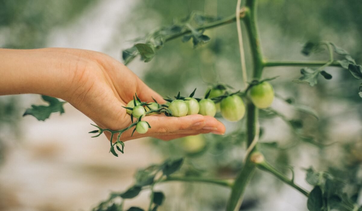 tomato care in June — Tomato Care in June: 5 Essential Tasks for Thriving Plants — Photo by Anna Tarazevich on Pexels