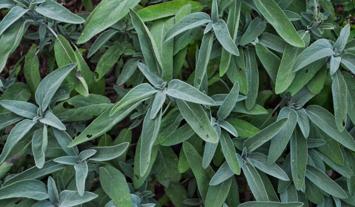 Growing Medicinal Herbs: A Beginner's Guide 2026 — Growing Medicinal Herbs: Complete Beginner's Guide 2026 — Photo by Douglas Kreider on Pexels