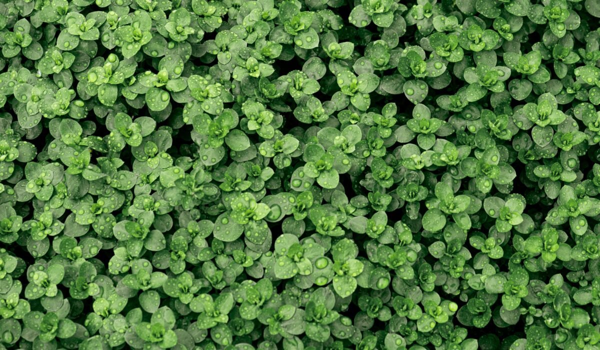 Best Perennial Herbs Year-Round — Best Perennial Herbs Year-Round: 10 Essential Varieties — Photo by Nur Demirbaş on Pexels