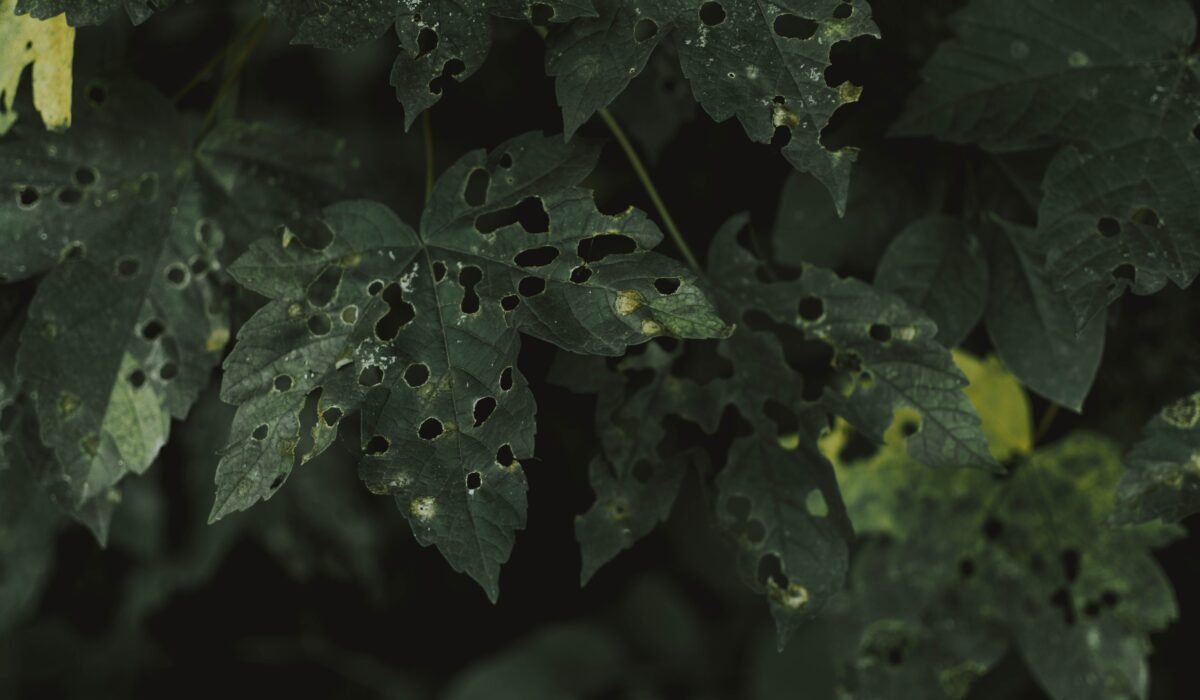 herb garden pests and diseases — Herb Garden Pests and Diseases: 7 Essential Solutions — Photo by lil artsy on Pexels