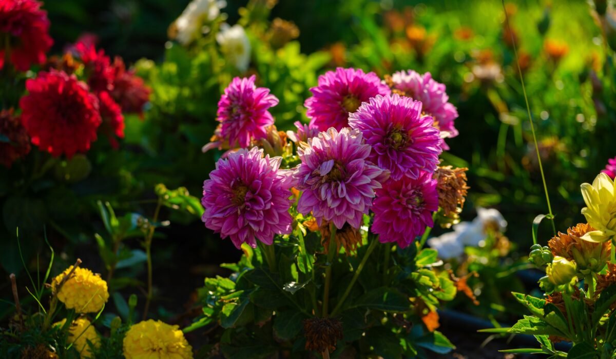 how to grow dahlias from tubers — How to Grow Dahlias from Tubers: 7 Expert Steps — Photo by Engin Akyurt on Pexels