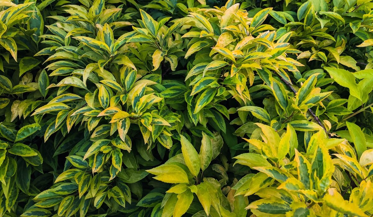 Fix Yellow Leaves Garden Plants — Fix Yellow Leaves Garden Plants: 7 Effective Ways — Photo by Zizi zi on Pexels