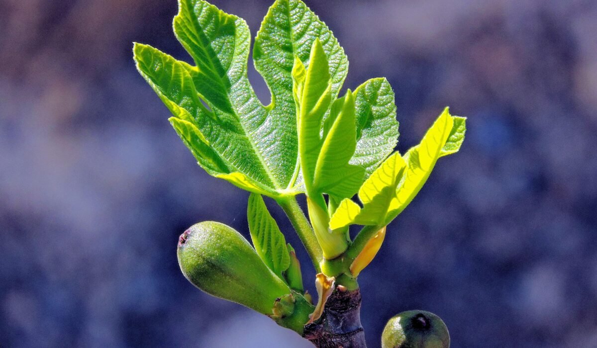 first year fruit tree care — First Year Fruit Tree Care: 5 Essential Steps — Photo by Emilio Sánchez Hernández on Pexels