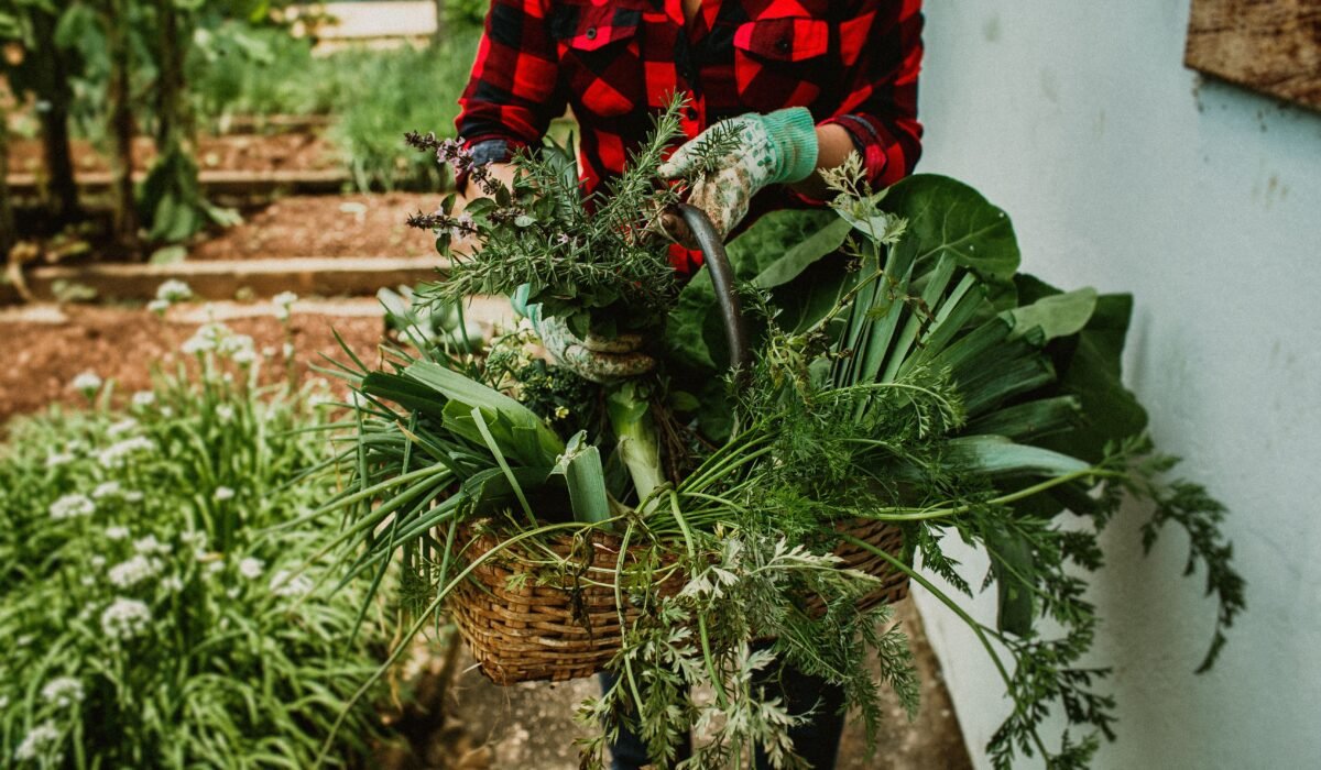 high-yield organic vegetable garden plans — High-yield Organic Vegetable Garden Plans: 7 Proven Layouts — Photo by Helena Lopes on Pexels
