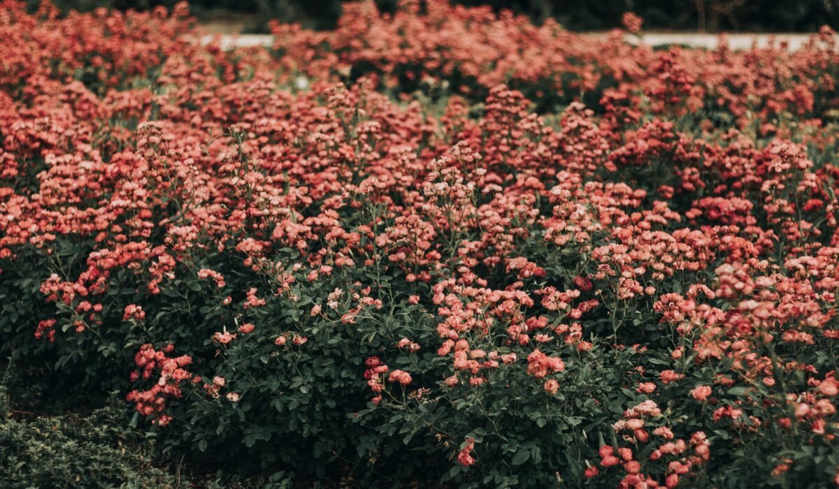 Maximizing Small Garden Yields — Maximizing Small Garden Yields: 7 Ultimate Strategies — Photo by Mahsima Sojoudi on Pexels