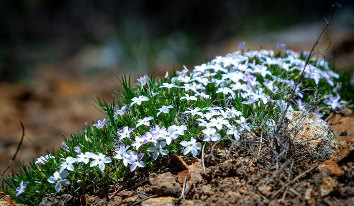 Designing Alpine Rock Gardens 2026 — Designing Alpine Rock Gardens 2026: Ultimate Guide — Photo by Andy Staver on Pexels