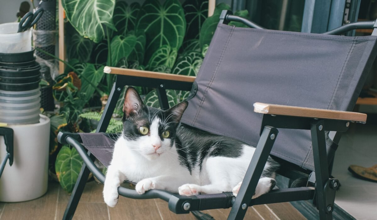 balcony garden companion planting — Balcony garden companion planting: 7 expert tips for max yield — Photo by Huy Phan on Pexels