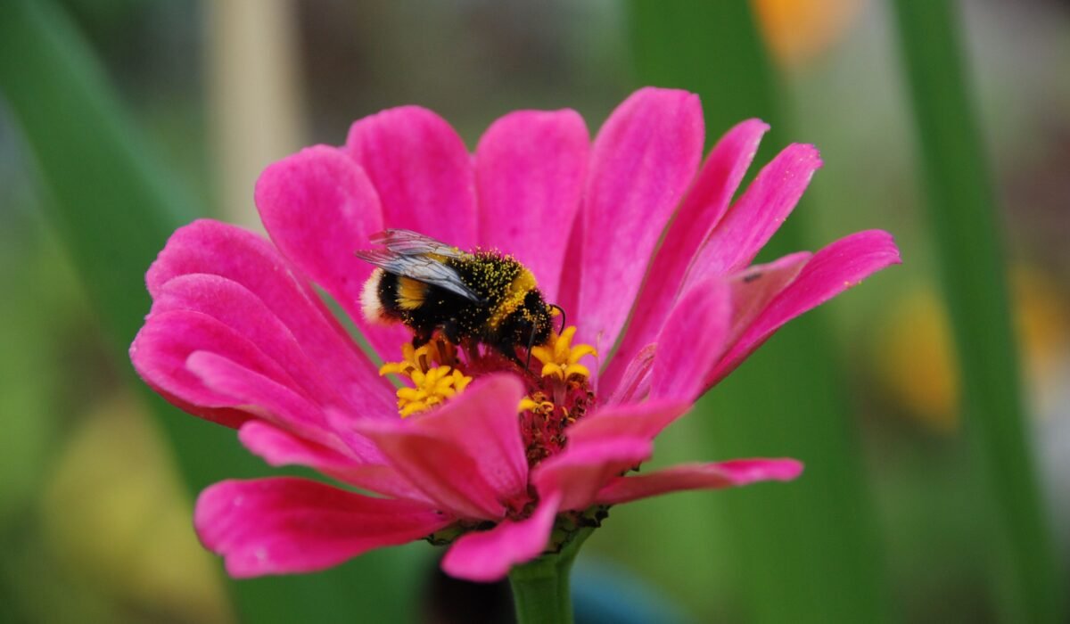 attract beneficial insects balcony — Attract Beneficial Insects Balcony: 7 Easy Ways — Photo by Andrew Swarga on Pexels